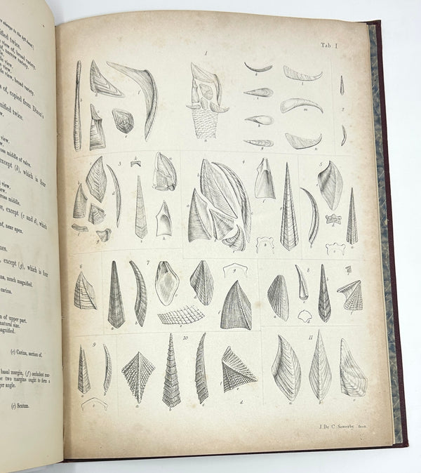 A Monograph on the Fossil Lepadidae..., Charles Darwin. First Edition.
