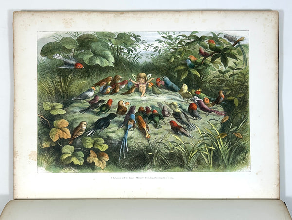 In Fairyland: A Series of Pictures from the Elf-World. Richard Doyle & William Allingham. Second Edition.