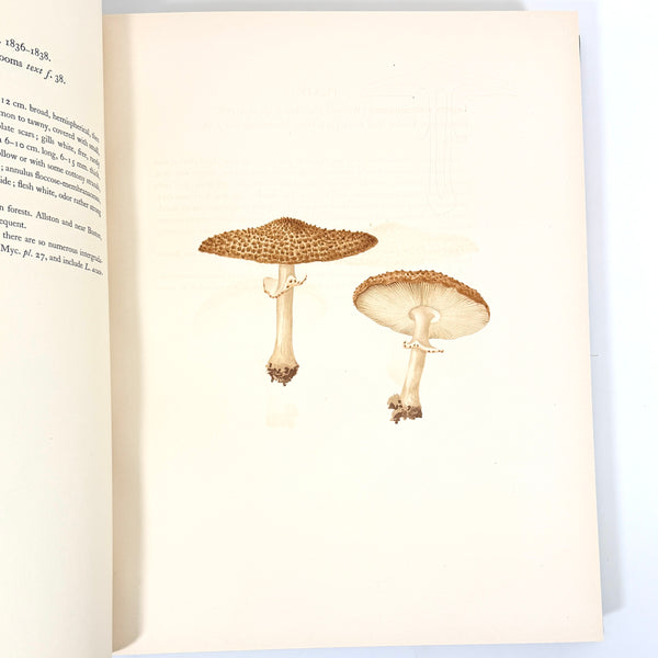 Icones Farlowianae, William Gilson Farlow & Edward Angus Burt. First Edition.